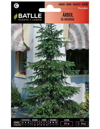 Arbol de Navidad - Picea Abies (Sobre)