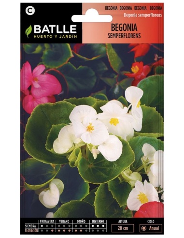 Begonia Semperflorens (Sobre)