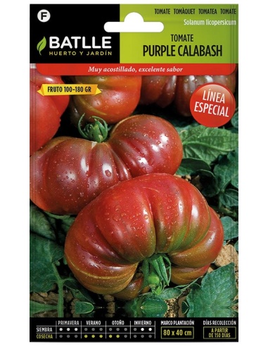 Tomate Purple Calabash (Sobre)